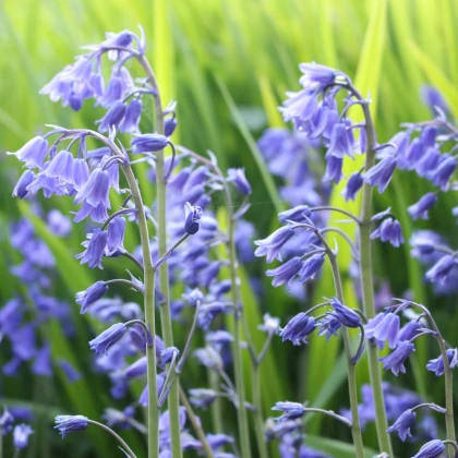 Hyacintovec britský - Hyacinthoides non scripta - cibuloviny - 2 ks