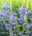 Hyacintovec britský - Hyacinthoides non scripta - cibuloviny - 2 ks