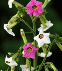 Tabák Mutabilis "Marshmallow"