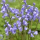 Hyacintovec španělský modrý - Hyacinthoides hispanica - cibule hyacintovce - 5 ks