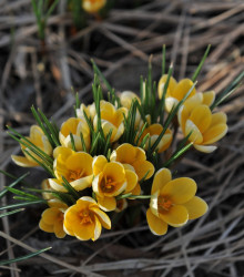 Krokus Romance žlutý - Crocus chrysanthus - hlízy krokusu - 3 ks