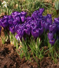Krokus Remembrance - Crocus vernus - hlízy krokusu - 3 ks