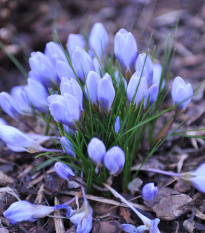 Krokus Blue Pearl - Crocus - hlízy krokusu - 3 ks