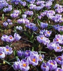 Krokus Striped Beauty - Crocus vernus - cibuloviny - 3 ks