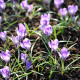 Krokus Yalta - Crocus sativus - cibuloviny - 3 ks