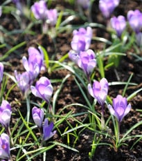 Krokus Yalta - Crocus sativus - cibuloviny - 3 ks