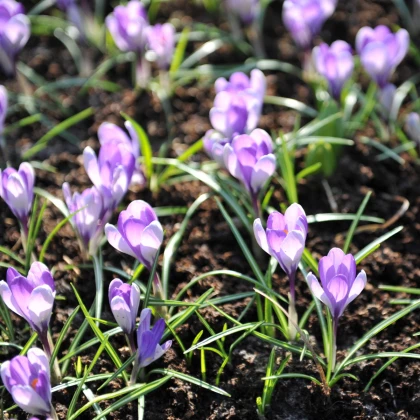 Krokus Yalta - Crocus sativus - cibuloviny - 3 ks