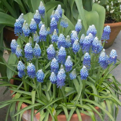 Modřenec arménský Blue magic - Muscari armeniacum - cibuloviny - 5 ks
