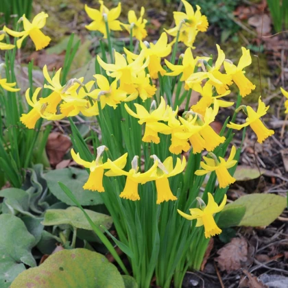Narcis February Gold - Narcissus - cibule narcisu - 3 ks