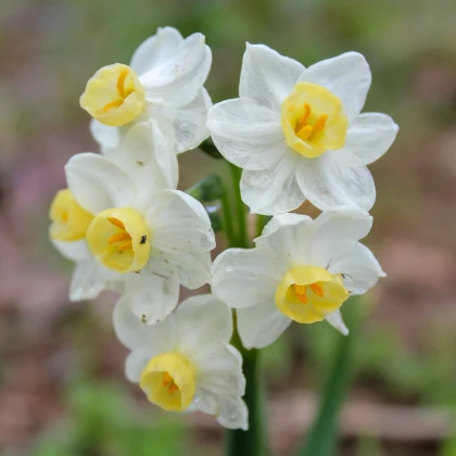 Narcis Minnow - Narcissus - cibule narcisu - 3 ks