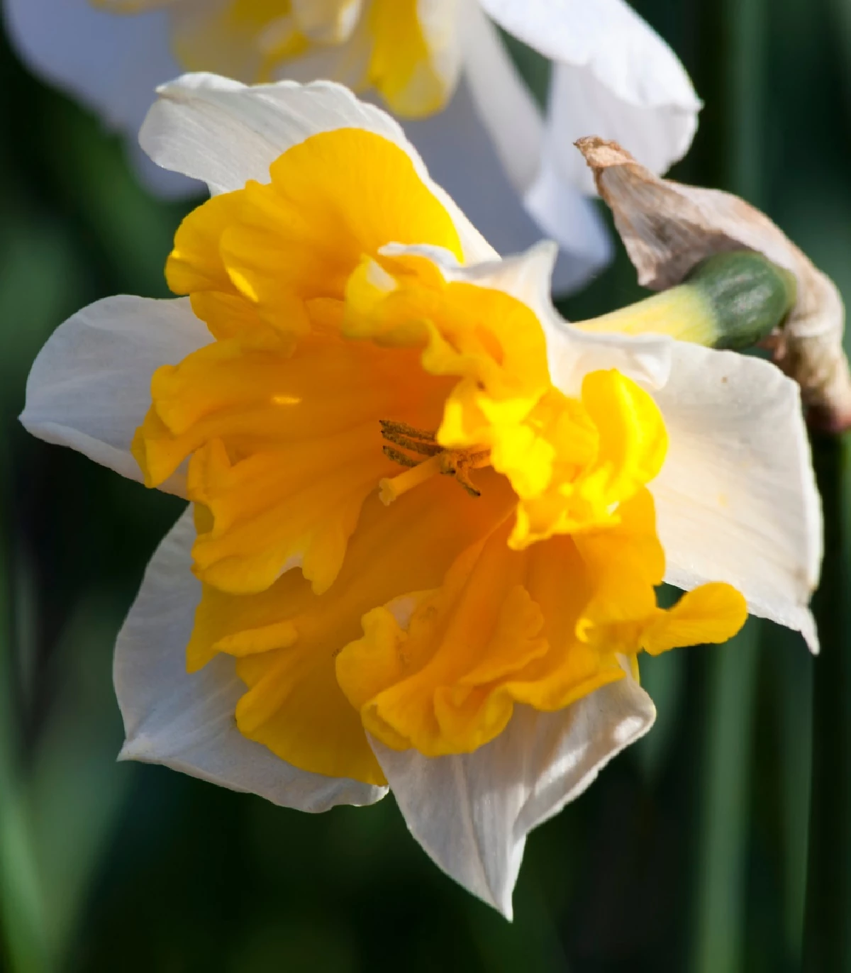 narcis Orangery - Narcissus Orangery