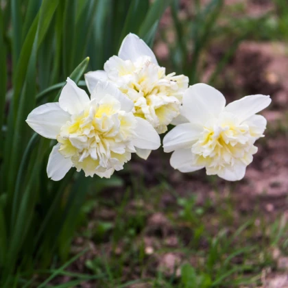 Narcis Ice King - Narcissus - cibule narcisu - 3 ks