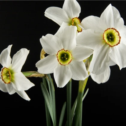 Narcis Poeticus Pheasant Eye Recurvus - Narcissus L. - cibule narcisu - 3 ks