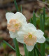 Narcis Salome - Narcissus L. - cibule narcisu - 3 ks