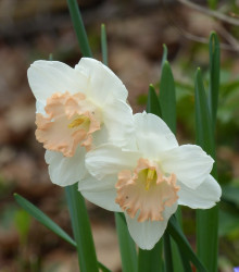 Narcis Salome - Narcissus L. - cibuloviny - 3 ks