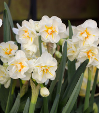 Narcis Sir Winston Churchill - Narcissus L. - cibuloviny - 3 ks