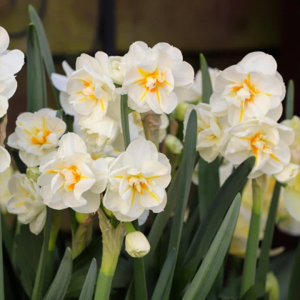 Narcis Sir Winston Churchill - Narcissus L. - cibuloviny - 3 ks