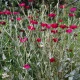 Kohoutek věncový - Lychnis coronaria - semena kohoutku - 50 ks