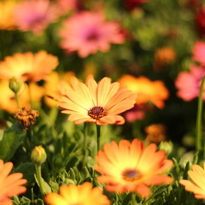 Paprskovka Sunset Shades - Osteospermum - semena paprskovky - 6 ks