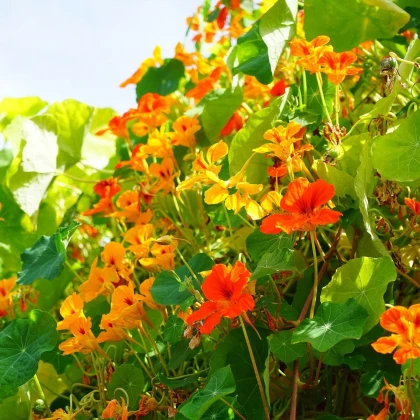 Lichořeřišnice Out of Africa - Tropaeolum majus - semena lichořeřišnice - 15 ks