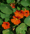Lichořeřišnice Tom Pouce směs - Tropaeolum majus - semena lichořeřišnice - 15 ks