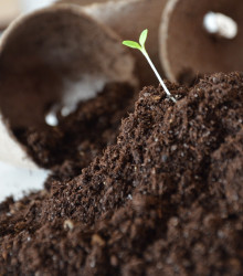 Substrát pro bylinky - substrát pro pěstování ze semen - 200 g