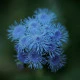 Nestařec modrý Aloha - Ageratum Aloha Blue - semena nestařce - 20 ks
