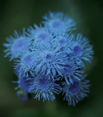 Nestařec modrý Aloha - Ageratum Aloha Blue - semena nestařce - 20 ks