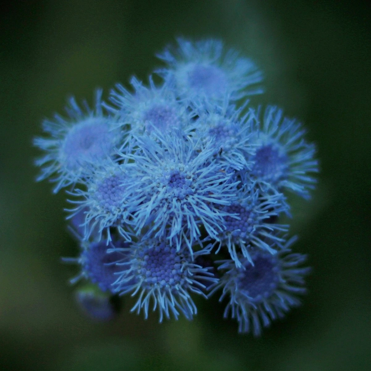 Nestařec modrý Aloha - Ageratum Aloha Blue - semena nestařce - 20 ks
