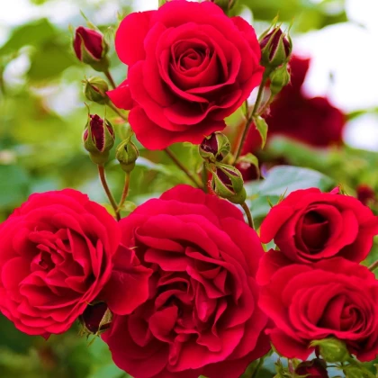 Růže velkokvětá keřová červená - Rosa - prostokořenné sazenice růže - 1 ks