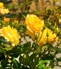 Růže velkokvětá keřová žlutá - Rosa - prostokořenné sazenice růže - 1 ks