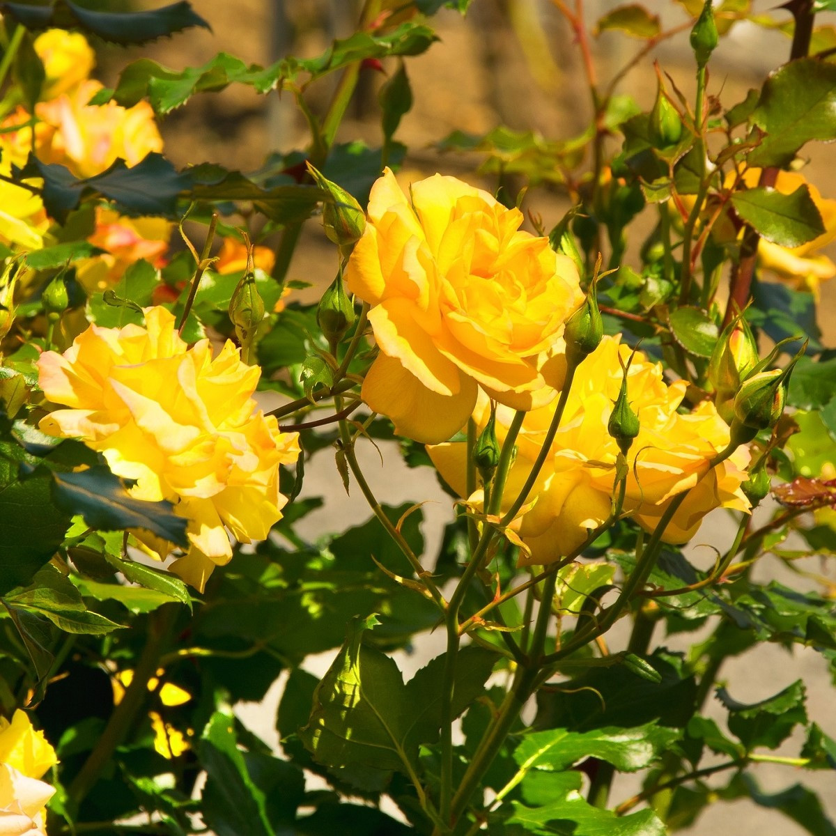 Růže velkokvětá žlutá - Rosa - prostokořenné sazenice růže - 1 ks