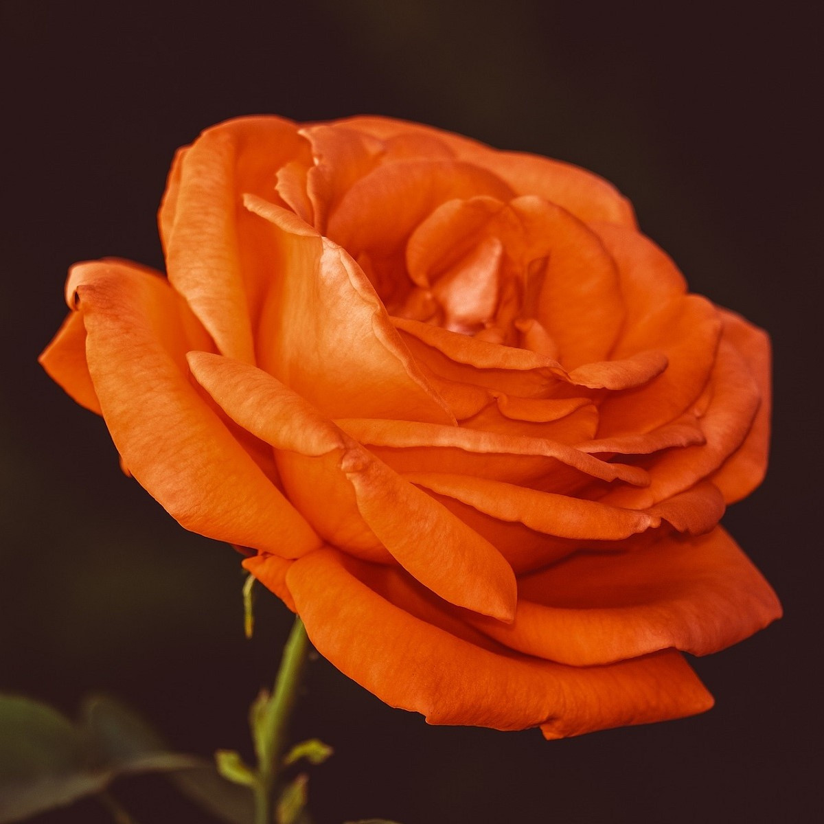 Růže velkokvětá pnoucí oranžová - Rosa - prostokořenné sazenice růže - 1 ks