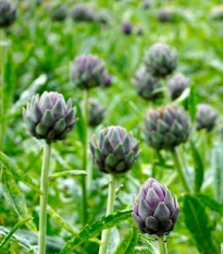 Artyčok - Cynara scolymus - prostokořenné sazenice artyčoku - 1 ks
