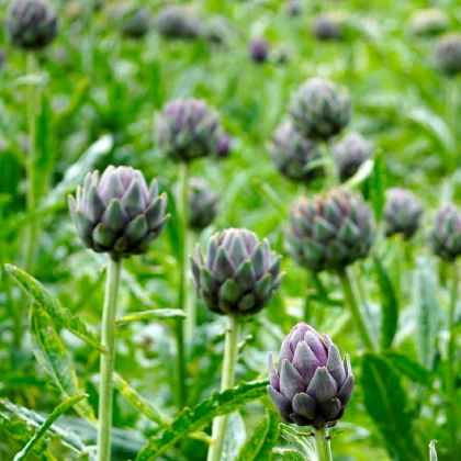Artyčok - Cynara scolymus - prostokořenné sazenice artyčoku - 1 ks