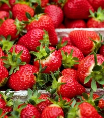 Jahodník Ostara - Fragaria ananassa - prostokořenné sazenice jahodníku - 5 ks