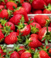 Jahodník Ostara - Fragaria ananassa - prostokořenné sazenice jahodníku - 5 ks