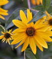 Topinambur - Helianthus tuberosus - prostokořenné sazenice topinamburu - 1 ks