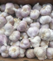 Sadbový česnek Sultop - Allium sativum - paličák - cibule česneku - 1 balení