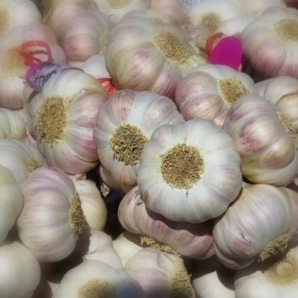 Sadbový česnek Arno - Allium sativum - nepaličák - cibule česneku - 1 balení