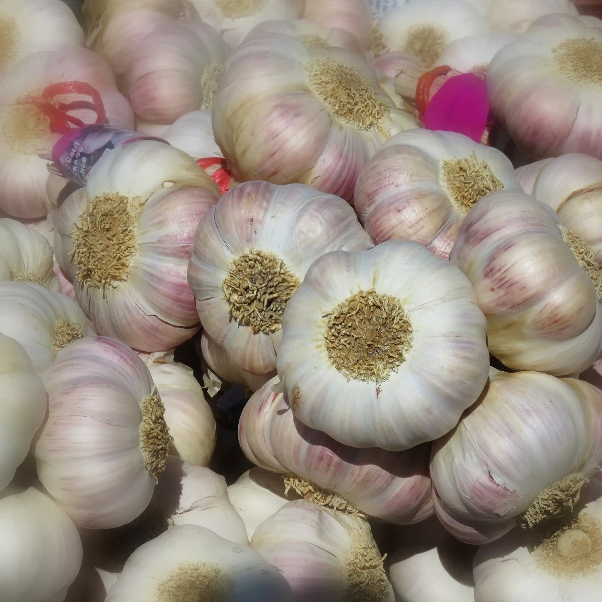 Sadbový česnek Arno - Allium sativum - nepaličák - cibule česneku - 1 balení