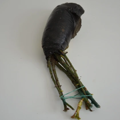 Růže velkokvětá keřová červená - Rosa - prostokořenné sazenice růže - 1 ks