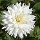 Jiřinka White Perfection - Dahlia - cibule jiřinek - 1 ks