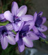 Babiana Kew Hybrids - Babiana stricta - prostokořenné sazenice babiany - 3 ks