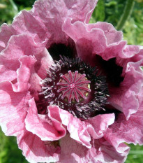 Mák Central Park - Papaver rhoeas - sazenice máku - 1 ks