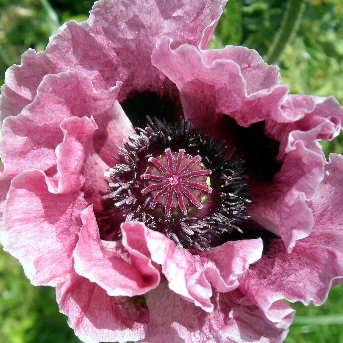 Mák Central Park - Papaver rhoeas - sazenice máku - 1 ks