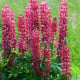 Lupina červená - Lupinus - prostokořenné sazenice lupiny - 1 ks