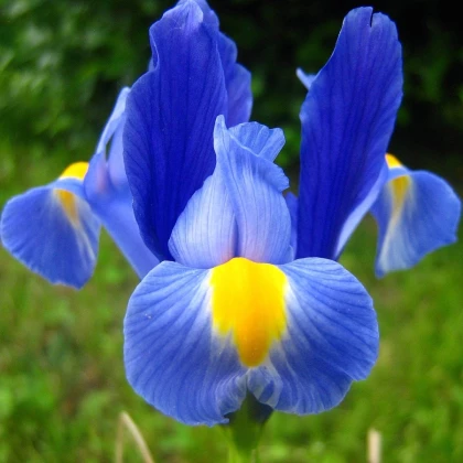 Kosatec Sapphire Beauty - Iris hollandica - cibulky kosatce - 3 ks