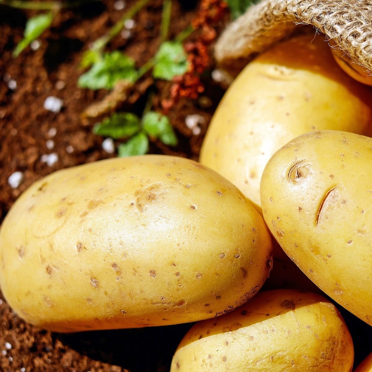 Sadbové brambory Carrera - Solanum tuberosum - žluté velmi rané - 5 kg