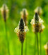 BIO Jitrocel Minutina - Plantago coronopus - bio semena jitrocele - 0,2 g
